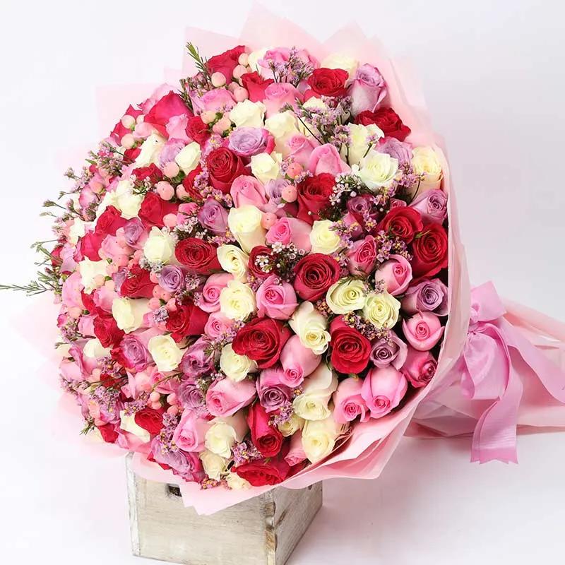 Pretty Lady 151 Roses