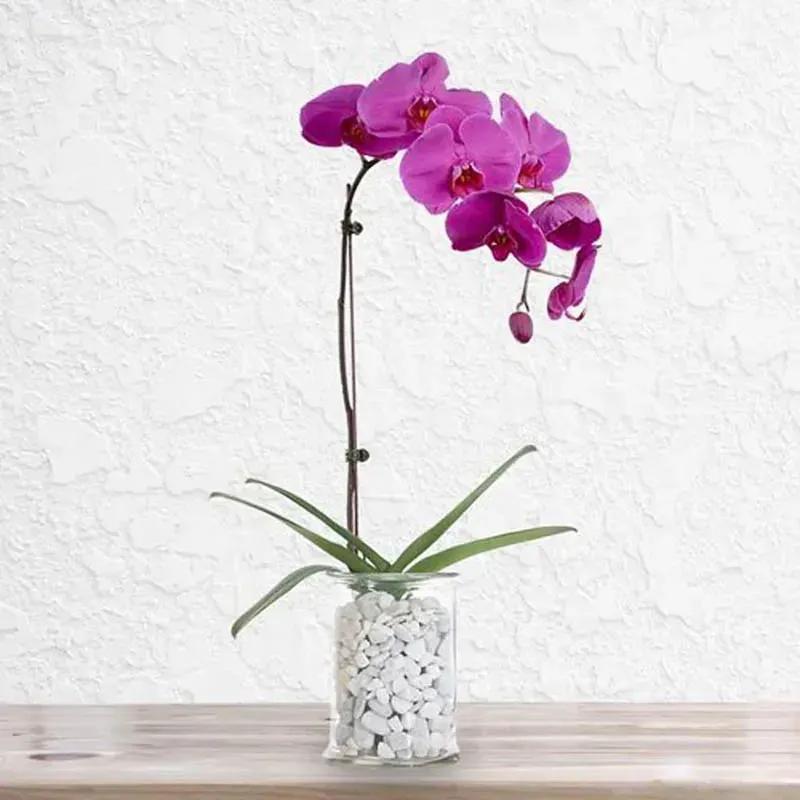 Purple Orchid Plant in Vase