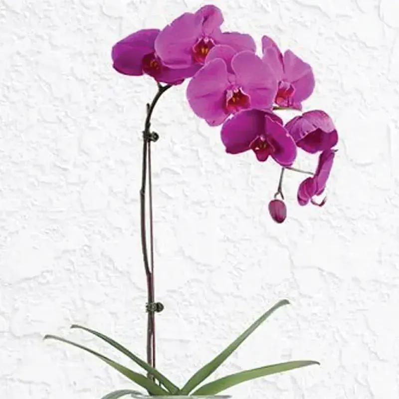 Purple Orchid Plant in Vase