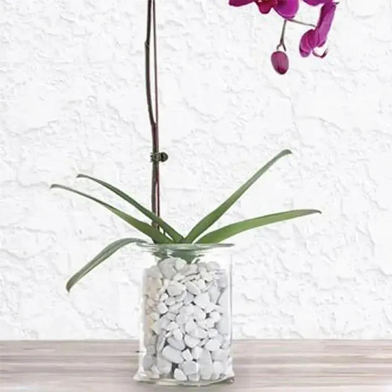Purple Orchid Plant in Vase