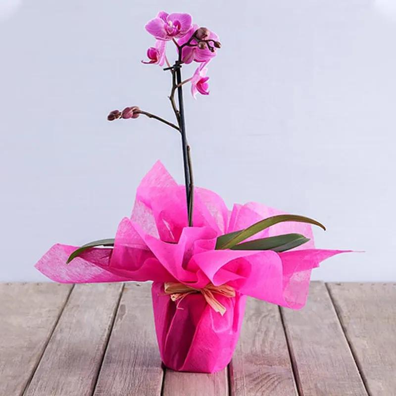 Purple Orchid Plant in Pink Wrapping