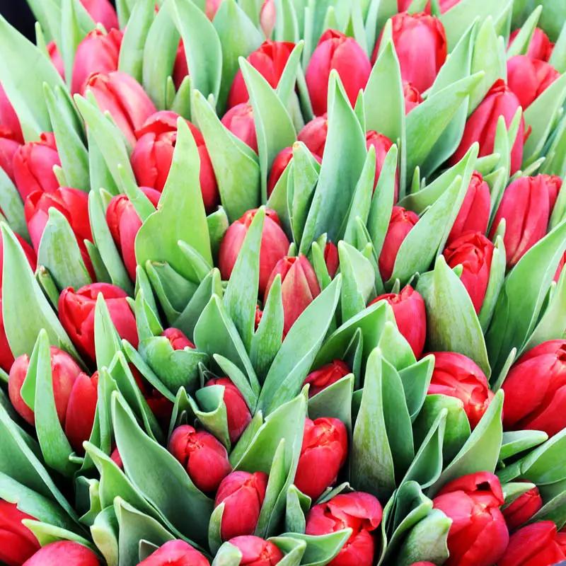 Scarlet 101 Red Tulips Bouquet