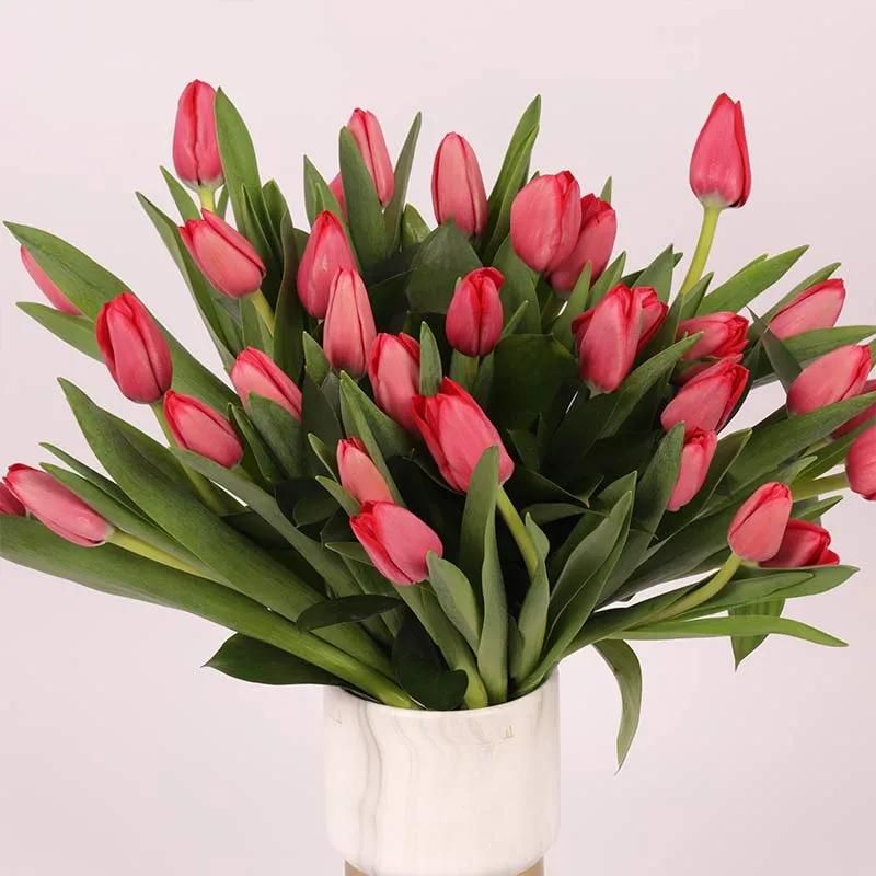 Scarlet 31 Red Tulips
