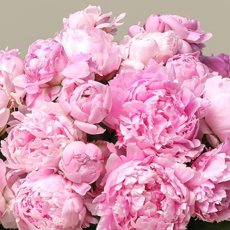 Sweety 30 Pink Peonies Bunch