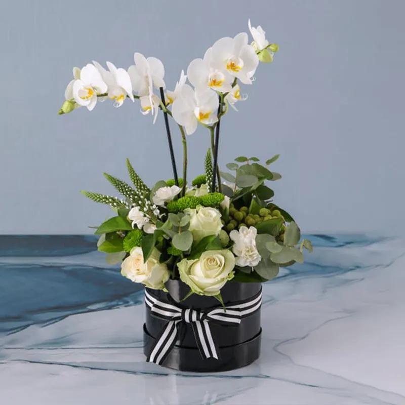 Thought Plants and Flowers in Box
