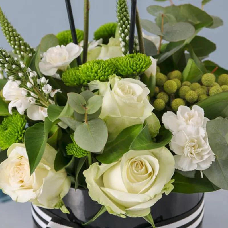 Thought Plants and Flowers in Box