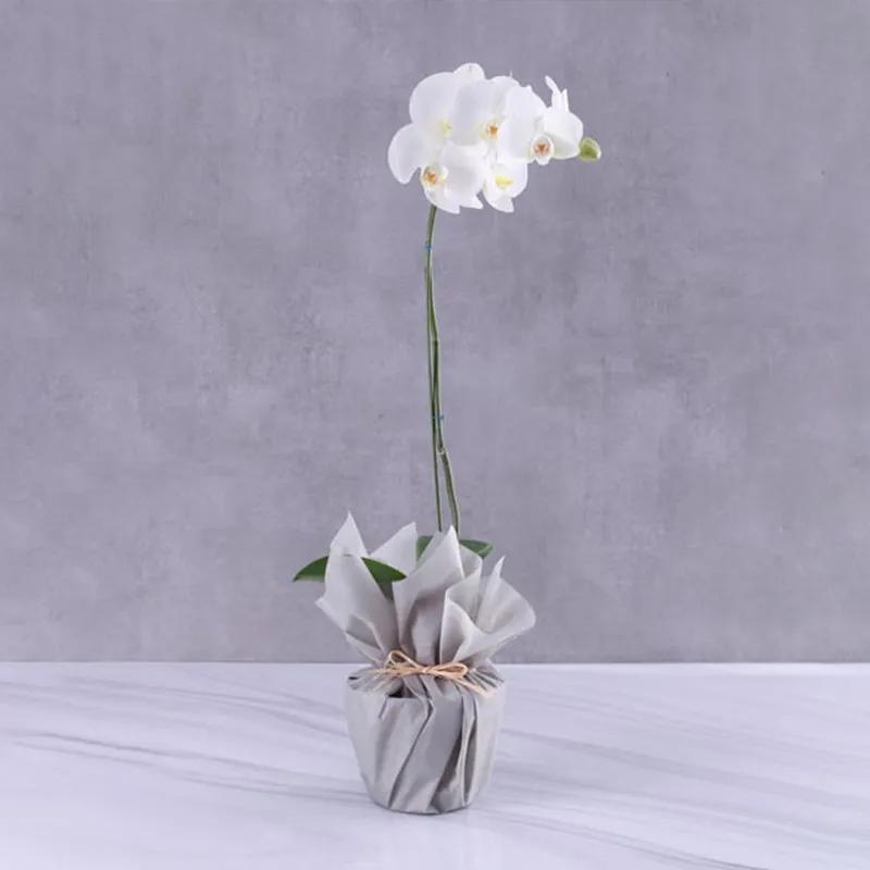 White Orchid Plant in Grey Wrapping