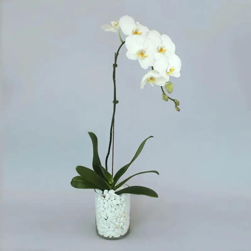 White Orchid Plant in Vase