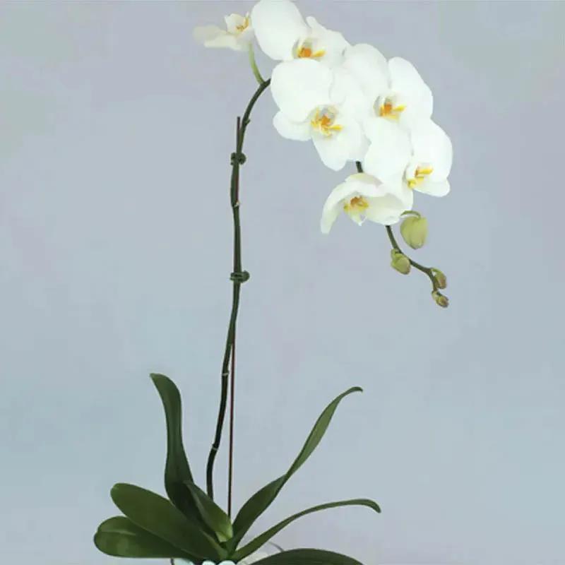 White Orchid Plant in Vase