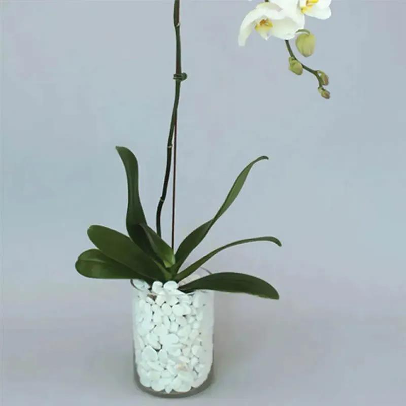 White Orchid Plant in Vase