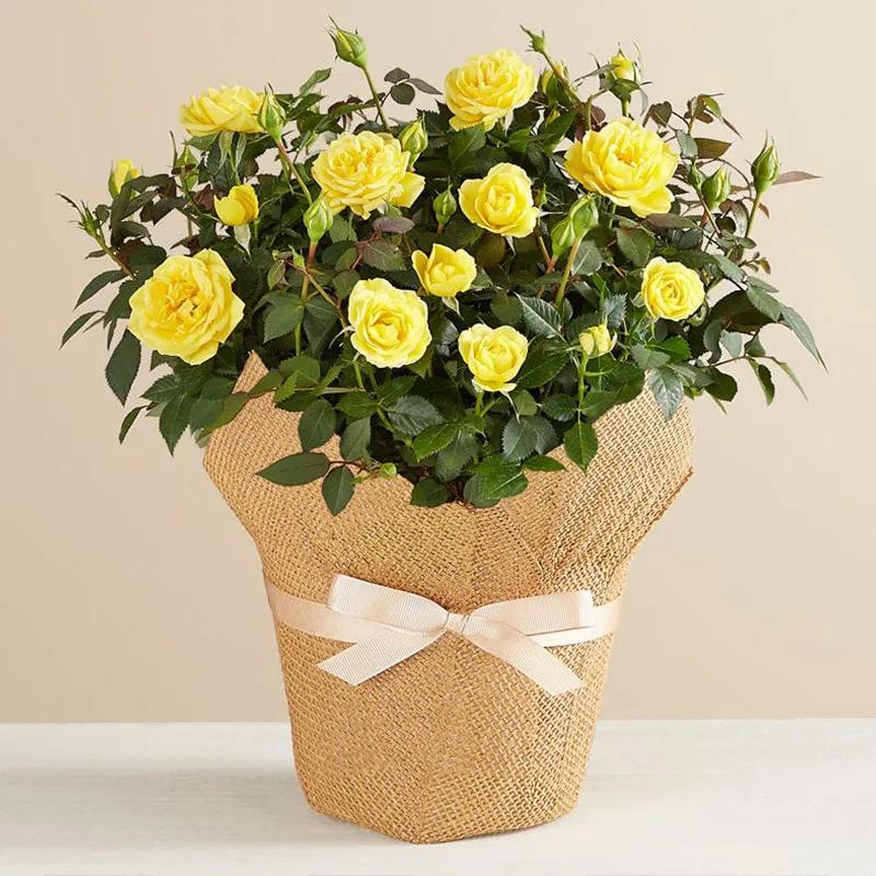 Yellow Rose Plant in Jute