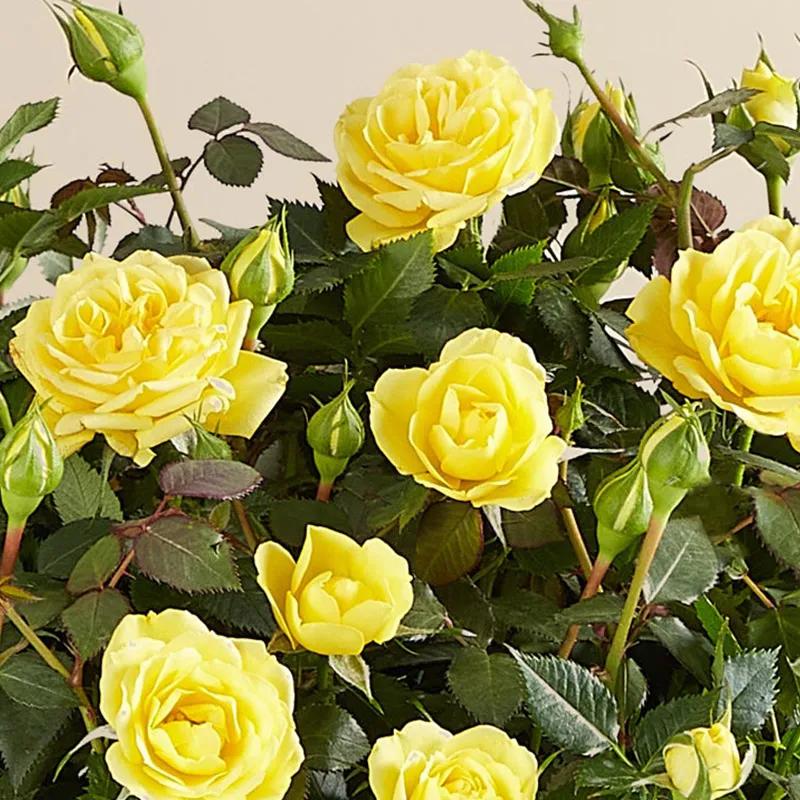 Yellow Rose Plant in Jute