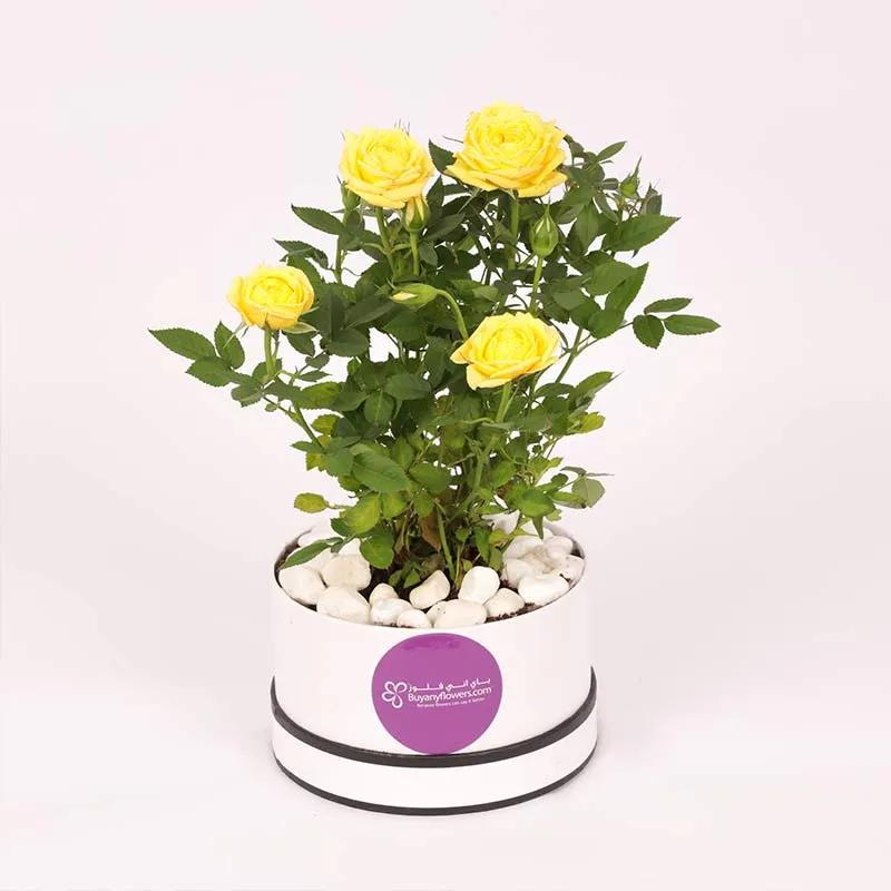 Yellow Rose Plant in White Box