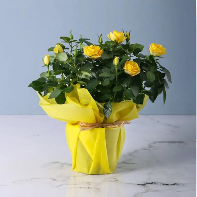 Yellow Rose Plant in Yellow Wrapping