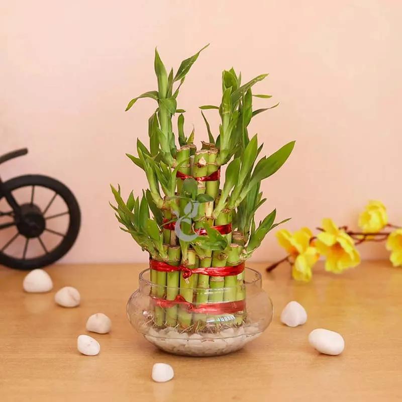 3 Layer Lucky Bamboo in Fish Bowl