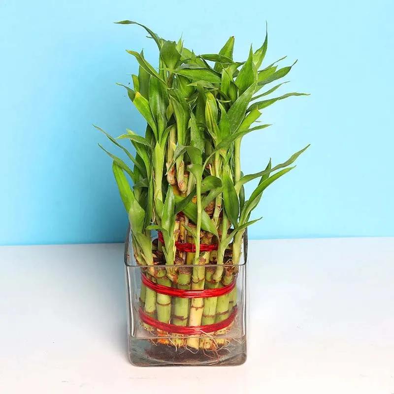 3 Layer Lucky Bamboo Plant in Square Vase