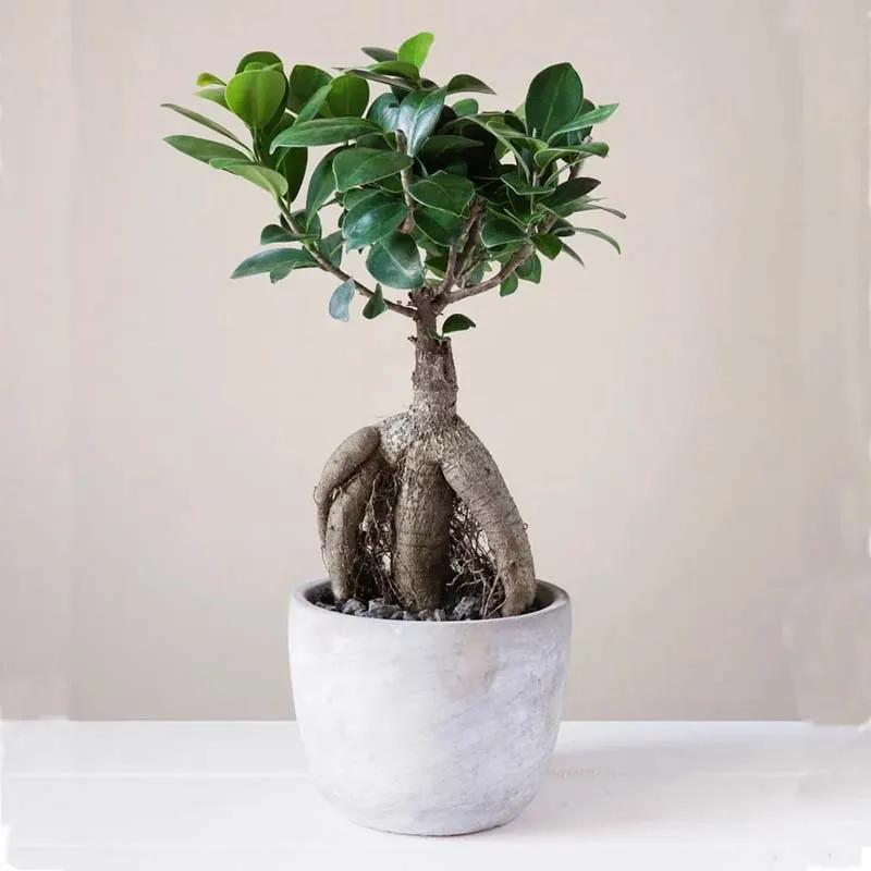 Ficus Bonsai Plant in Pot