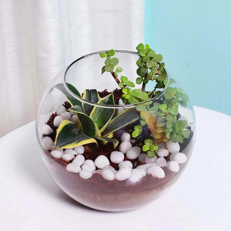 Mini Sansevieria and Jade Plant in Fish Bowl