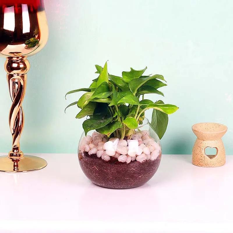 Money Plant in Fish Bowl and White Stones