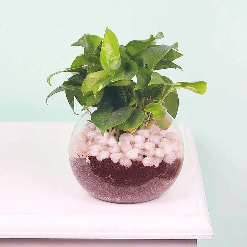 Money Plant in Fish Bowl and White Stones