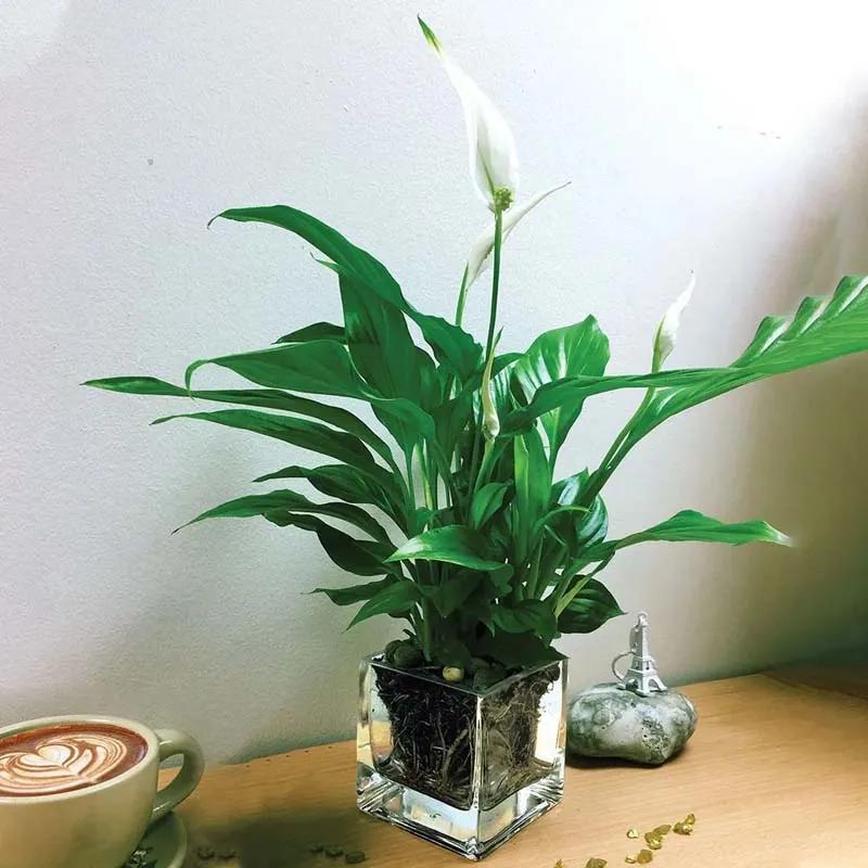 Peace Lily Plant in Square Vase