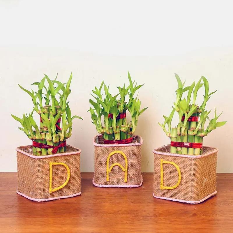 2 Layer Lucky Bamboo for Dad