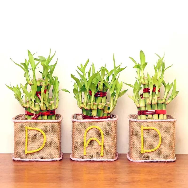 2 Layer Lucky Bamboo for Dad