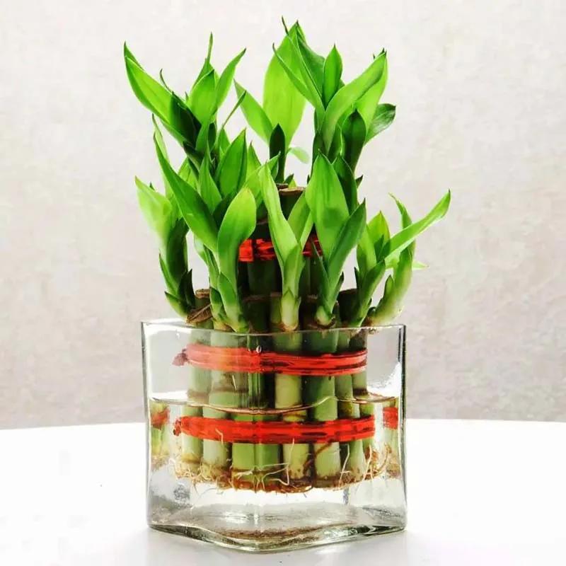 2 Layer Lucky Bamboo in Glass Vase