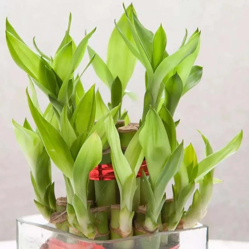 2 Layer Lucky Bamboo in Glass Vase