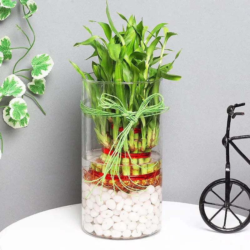 3 Layer Lucky Bamboo in Cylinder Vase