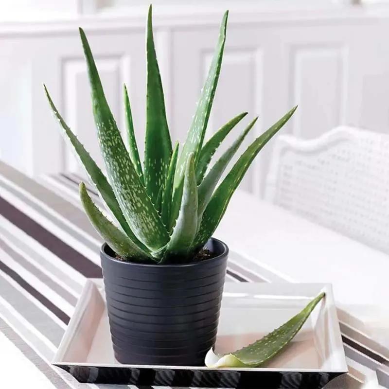 Aloe Vera Plant in Black Pot