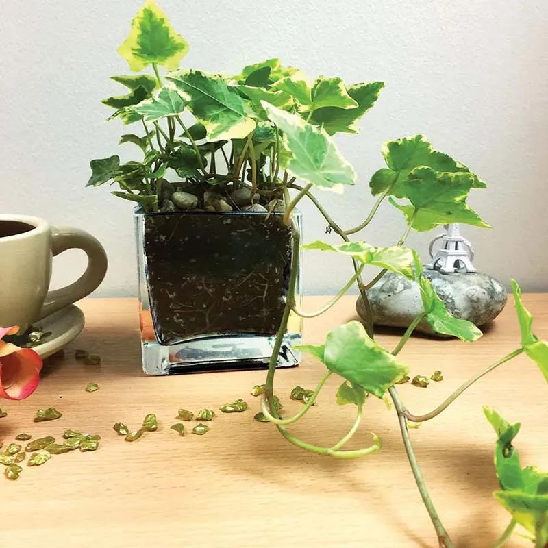 Ivy Plant in Square Vase