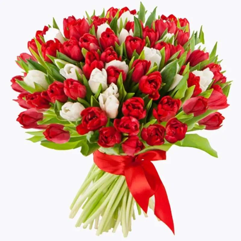 Lovable 101 Red and White Tulips