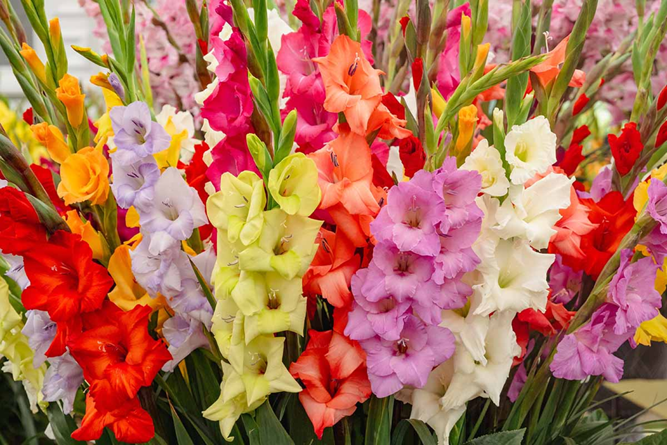 Gladiolus flowers