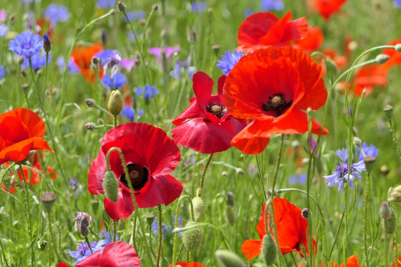 poppy FLowers