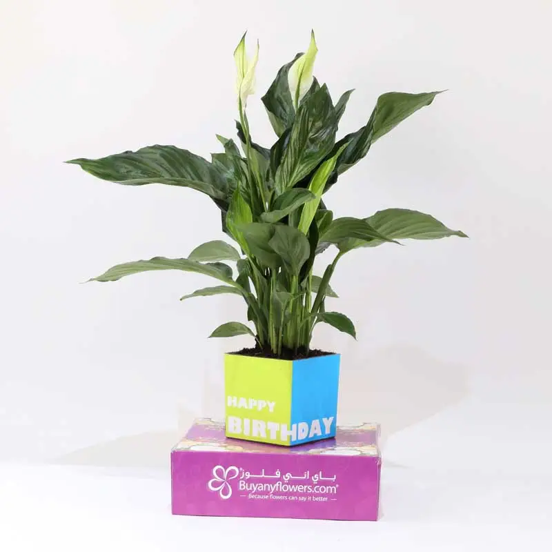 Indoor Exotic Plants